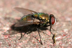 Green_bottle_fly3_2