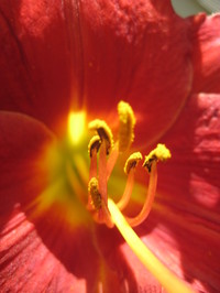 Daylily_3