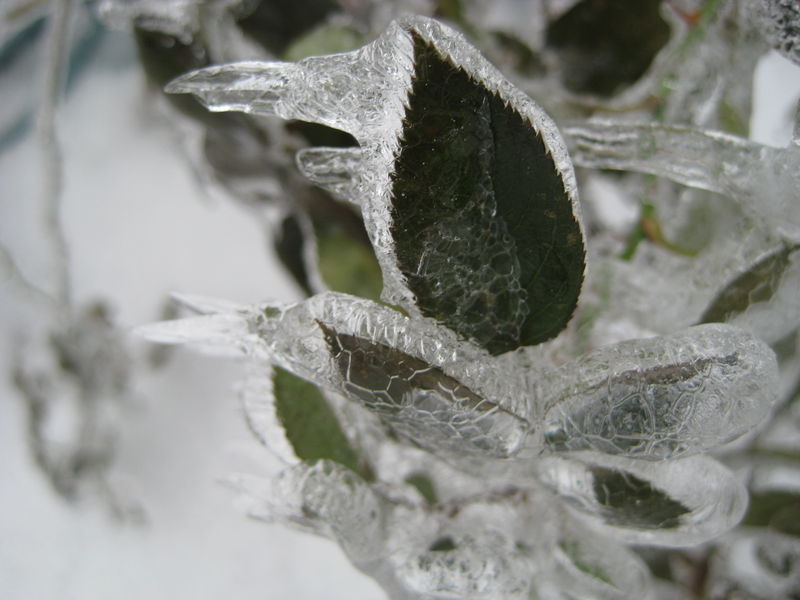 WinterIceStorm2008df