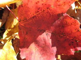 Red fall leaf