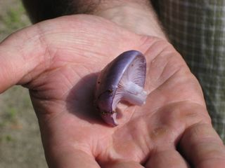 Purple mushroom