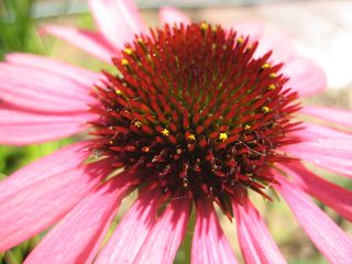 Echinacea 2