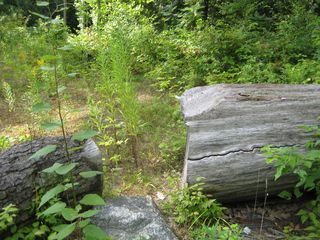 Cracked log clearing